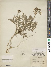 Solanum chacoense image