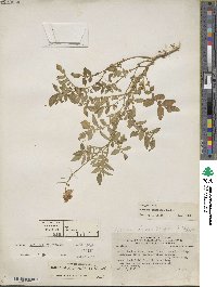 Solanum candolleanum image