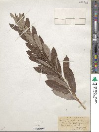 Salix humilis image