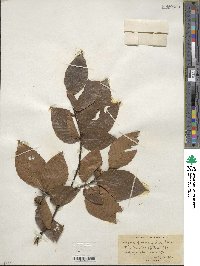 Fagus grandifolia image