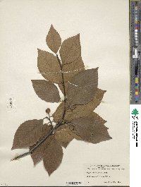 Fagus grandifolia image