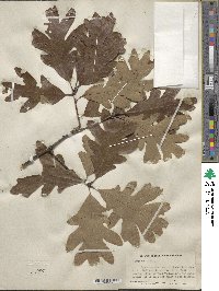 Quercus alba image