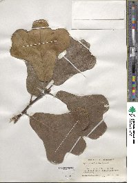 Quercus marilandica image