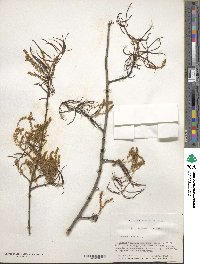 Quercus phellos image