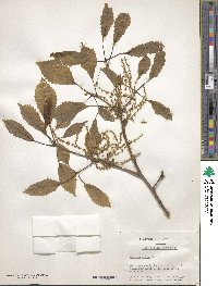 Quercus michauxii image