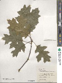 Quercus rubra image