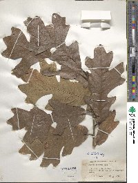 Quercus stellata image