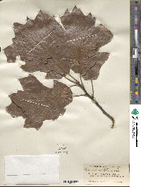 Quercus velutina image