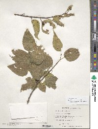 Celtis occidentalis image