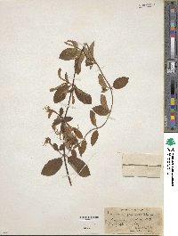 Lonicera japonica image