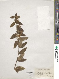 Lonicera japonica image