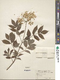 Sambucus canadensis image