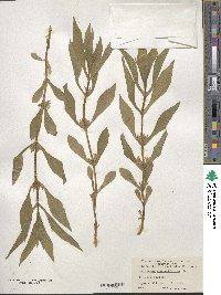 Triosteum angustifolium image