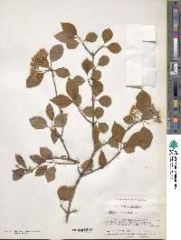 Viburnum prunifolium image