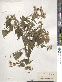 Mikania scandens image