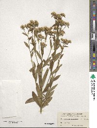 Sericocarpus asteroides image