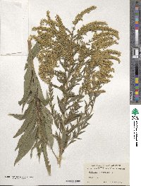 Solidago altissima image