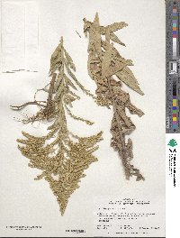 Solidago altissima image