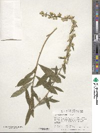 Solidago erecta image