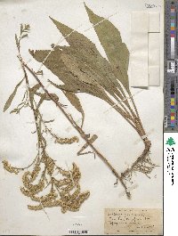 Solidago juncea image