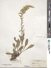 Solidago nemoralis image