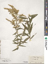 Solidago odora image