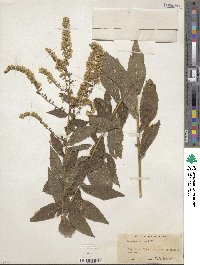 Solidago rugosa image