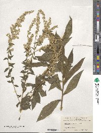 Solidago rugosa image