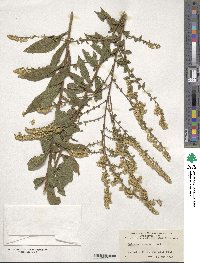 Solidago rugosa image