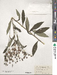 Vernonia glauca image