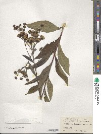 Vernonia noveboracensis image