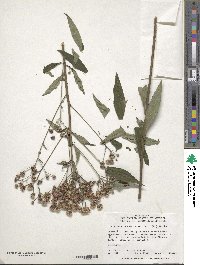 Vernonia noveboracensis image