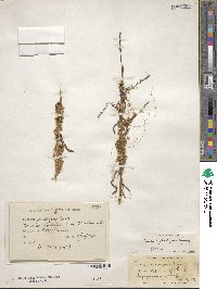 Cuscuta pentagona image