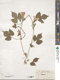 Ipomoea hederacea image