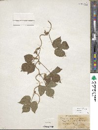 Ipomoea hederacea image