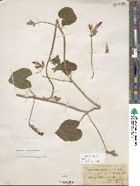 Ipomoea purpurea image