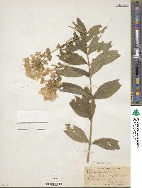 Phlox paniculata image