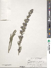 Echium vulgare image