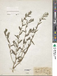 Lithospermum arvense image