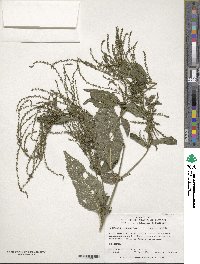 Verbena urticifolia image