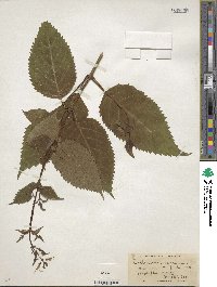 Collinsonia canadensis image