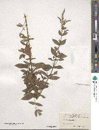 Image of Mentha spicata