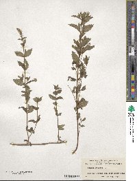 Mentha spicata image