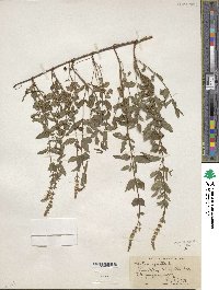 Mentha spicata image