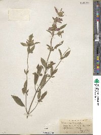 Monarda punctata image