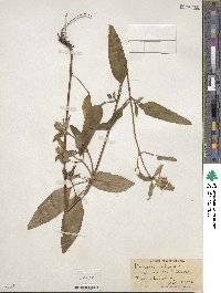 Prunella vulgaris image