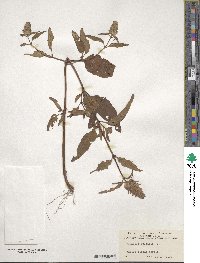 Prunella vulgaris image