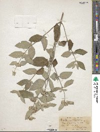 Image of Pycnanthemum incanum