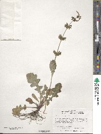 Salvia lyrata image