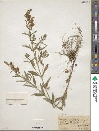 Scutellaria integrifolia image